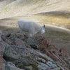 Mountain goat on Rito Alto Peak, Sangre De Cristos, CO.