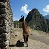 gratuitous llama photo (Machu Picchu, Peru)