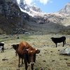 Cordillera Huayhuash (Peru): if only all pastures were this scenic