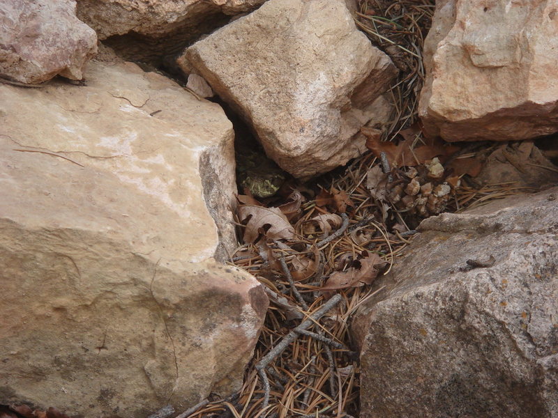 Guardian of the trail. Sorry, don't know my rattlesnakes, but this one was green.