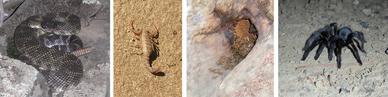I think the sea lion, the starfish and the butterfly pictures are great---except that you won't encounter many of them while climbing. For most of the Central Coast, these constitute the wildlife that you will most likely interact with. (No, not trying to be gratuituous; these pics were all taken during climbing outings...)