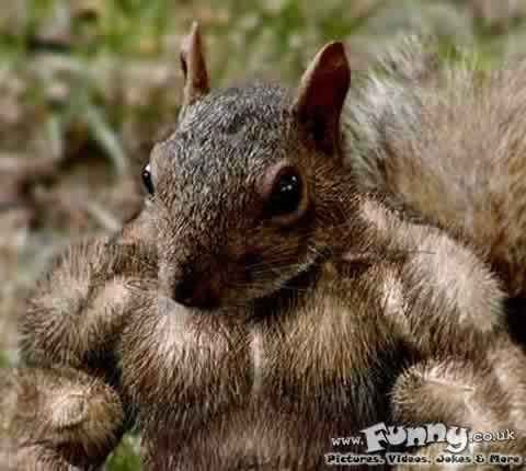 I allways wondered what I would look like as a squirrel