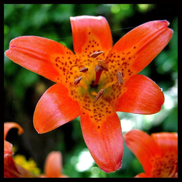 Alpine Lily (Lilium parvum}. Photo by Blitzo.