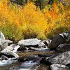 Fall colors by a creek near Lake Sabrina