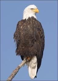 The beautiful and proud Bald Eagle.