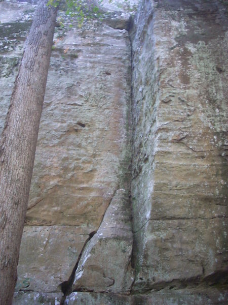 Beaver Bones