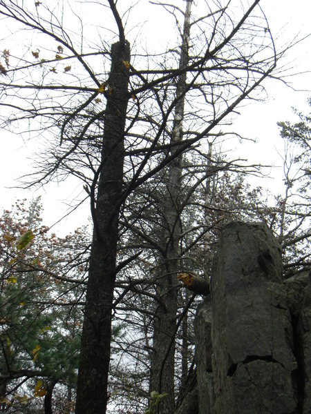 This is directly above Perfect Medium. Vince and I were standing right below this tree when the top broke off, we ran pretty damn fast.<br>
You can see the top lying on the rocks.<br>