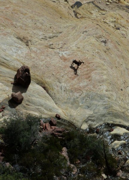Bighorn stopping at the base of Armatron to check us out, October 2010.