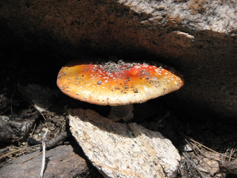 All this won't have any meaning if you all would just eat this damn mushroom like I told you too.