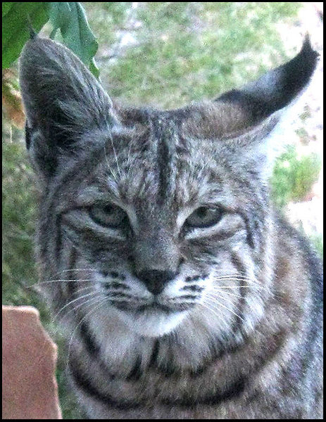 Bobcat.<br>
Photo by Blitzo.