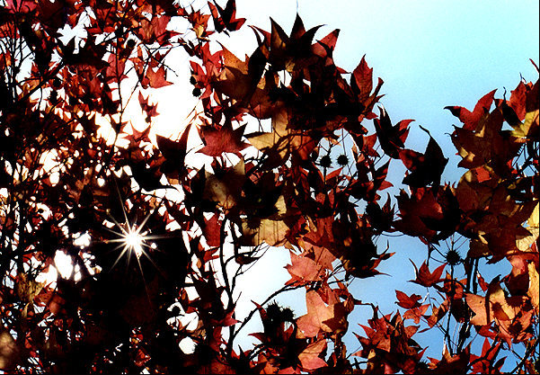 Liquid Amber is a common tree along the streets in the Bay Area.<br>
Photo by Blitzo.
