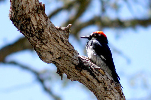 One of the Monument's most vocal residents, the Acorn Woodpecker.
