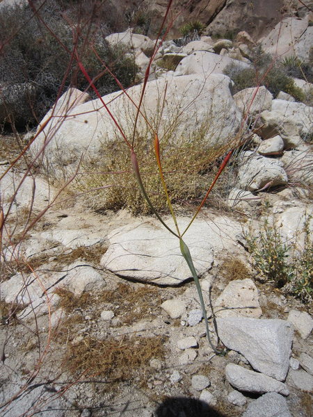A closer shot of the "Alien Pod Plants" of Jtree. Photo by Tony B, 11/2010.