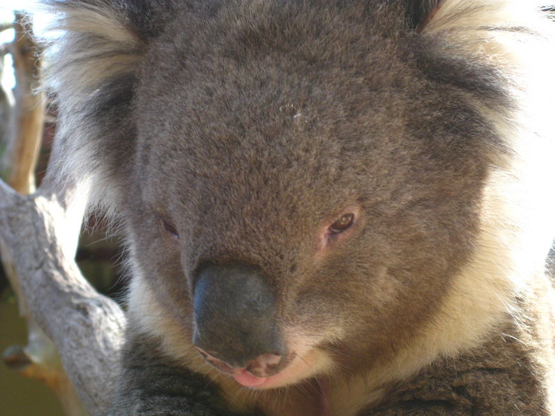 Friendly koala
