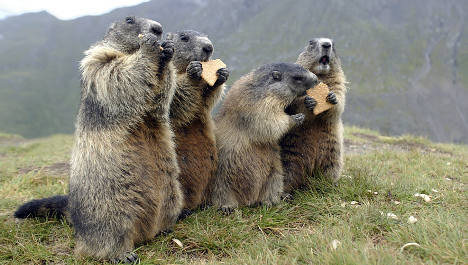 What Do Marmots Eat On Top Of Long's Peak?