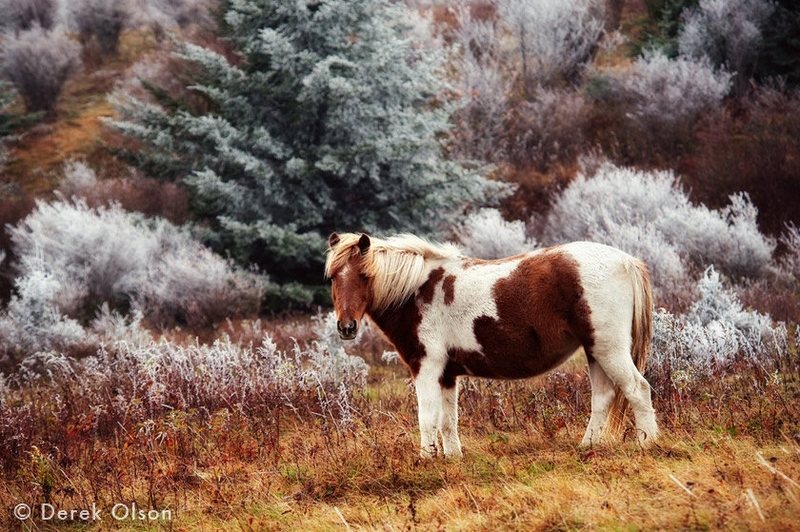 Awesome photo of one of the free range ponies found in the Highlands Area by Derek Olson, who is based out of Asheville North Carolina.
<br>
<br>
-Make sure to double click this one to see the full size photo-