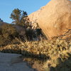 Thirsty Cactus' know where to grow! The Wonderland of Rocks