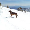 Sophie, the 3-legged dog, makes her 3rd winter ascent, this month, of Mt. San Antonio, via the South Bowl.