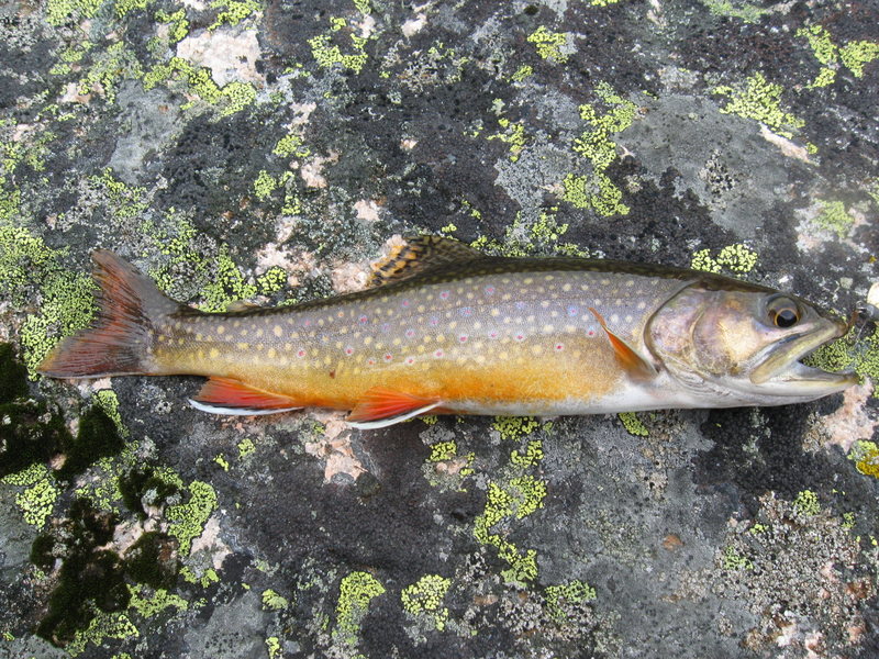 One of the many beautiful Brook Trout caught out of Saddleback Lakes.