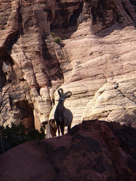 This sheep's climbing ability really gets my goat. Red Rocks - March 2011.