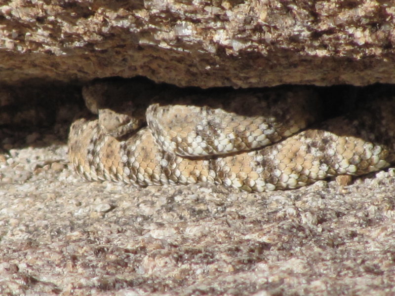 One of THREE  rattlesnakes seen at the normal belay anchor cracks atop the Short Wall. Right Side.