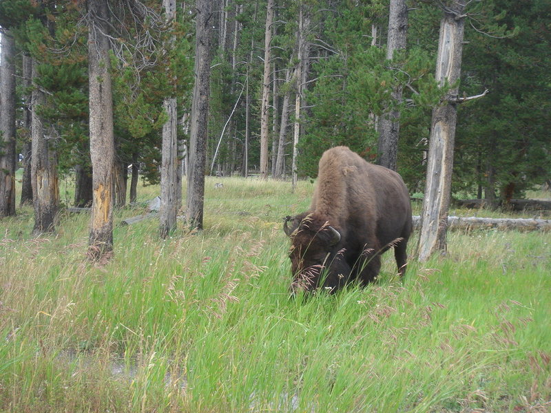 American Bison, Yellowstone NP