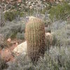 Barrel Cactus, Red Rock, NV