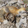 Scared the heck out of me when I almost stepped on this fox at 13,000'.  Unfortunately he was not alive.
