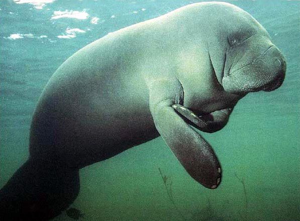 For those unfamiliar with the beast, here's a manatee. 