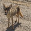 A Coyote friend of mine. <br>
<br>
April 2011