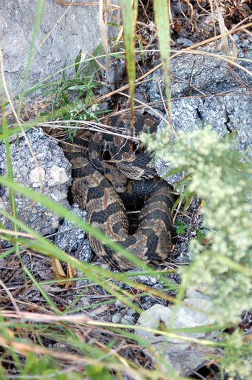 Rattle snake at the gap