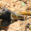unknown hungry reptile, arenales