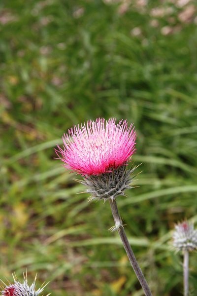 Anderson Thistle below the cliffs of Flavin Haven