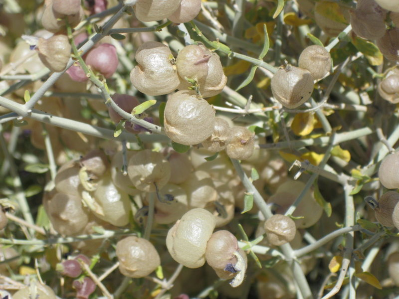 Close-up of a Paper Bag Bush near the Icebox Canyon parking lot.