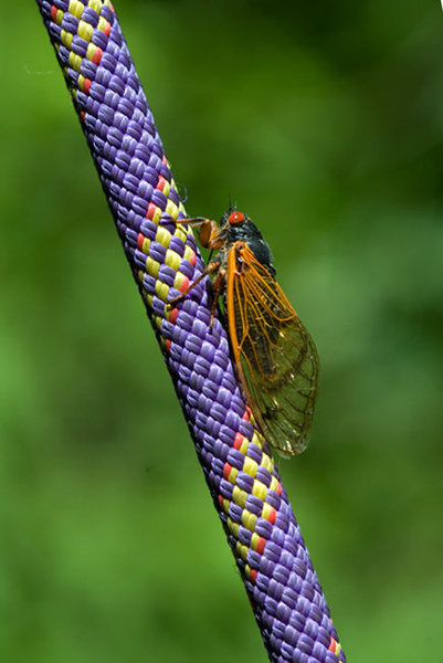 June 2011 -<br>
The 13-year cicadas recently emerged and are buzzing across 15 different states, including Missouri. In Columbia and surrounding areas, the group is absolutely riotous.