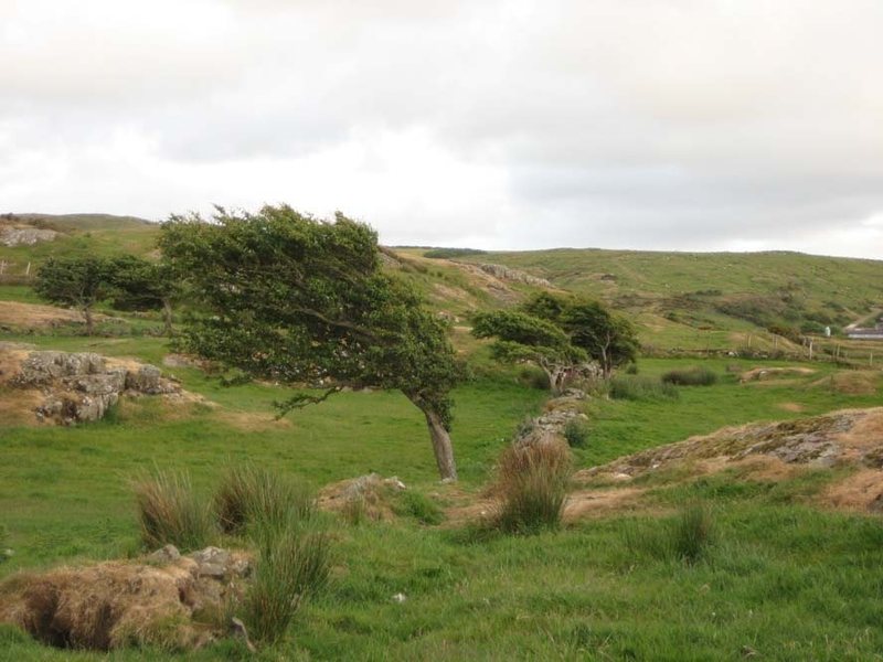 Trees in fields at the top of the cliff. This place is windy! (photo by Phil Ashton)