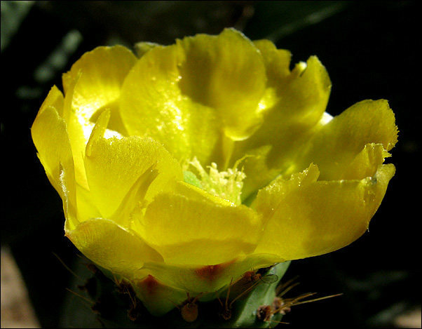 Giant Prickly Pear.<br>
Photo by Blitzo.