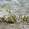Butterflies drinking at the edge of the creek.