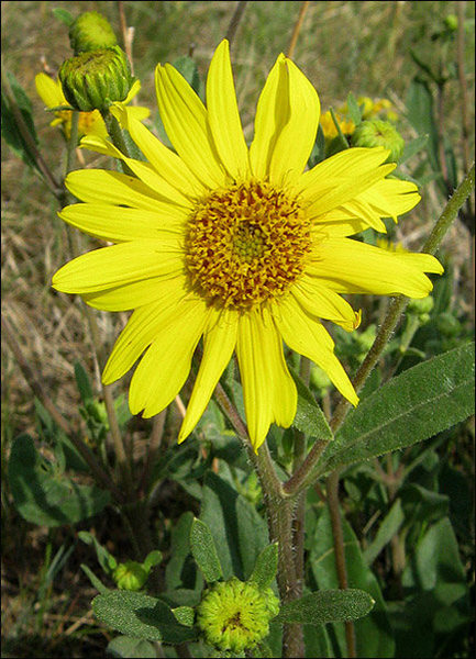 Aspen Sunflower.<br>
Photo by Blitzo.