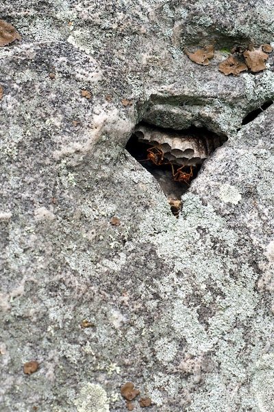 A well guarded pocket on Lichen or Leave It