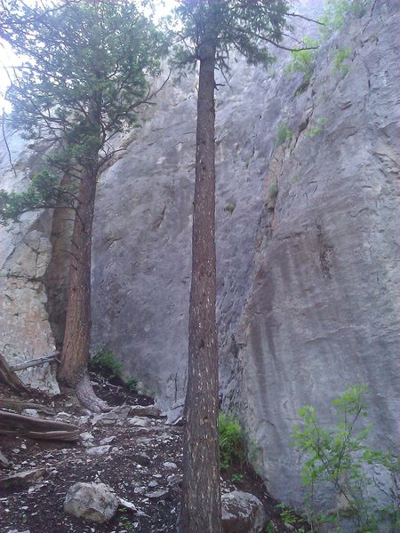 Green Bay starts at green bush by upper tree.
