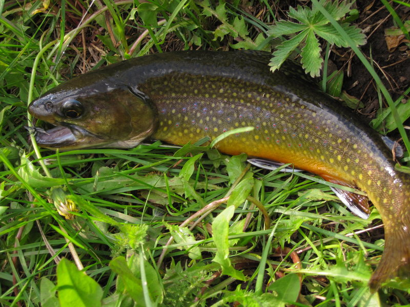 Miner's basin brook trout