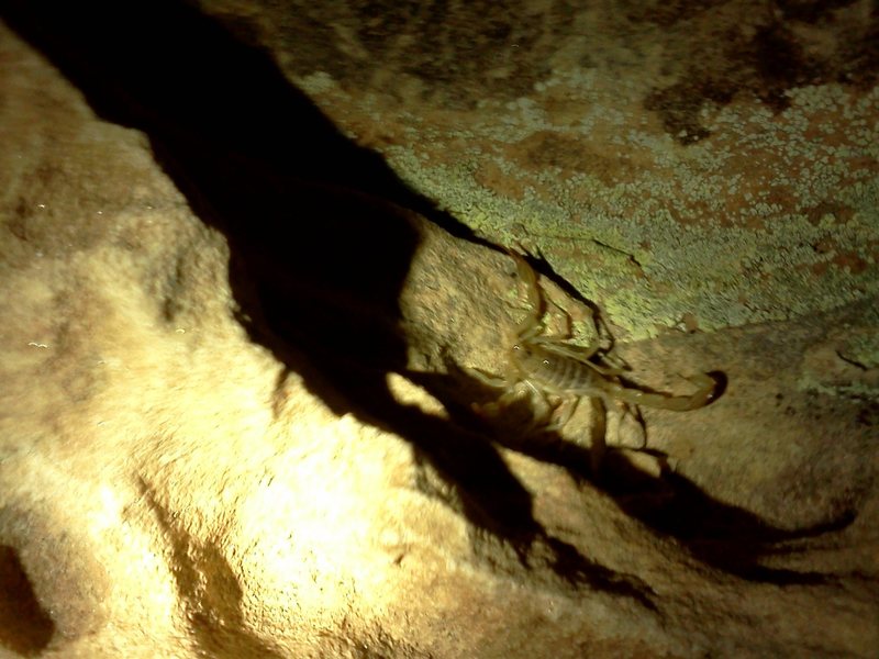 A good reminder to watch the holds your grabbing as this little fellow popped out of the start hold we were working on Blacked Out Boulder.
