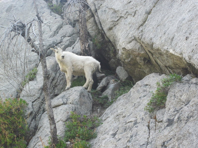 The goat really wanted the route we were on, he stood and eyeballed us for awhile until we gave up the route. 