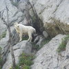 The goat really wanted the route we were on, he stood and eyeballed us for awhile until we gave up the route. 