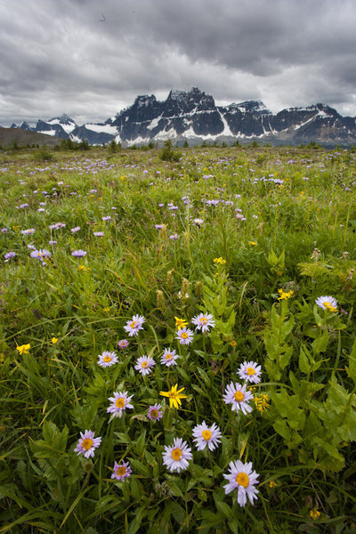 The Remparts , Tanquin Valley. <br>
Wild flowers and the great walls of the Remparts<br>
www.internationalphototours-blog.com