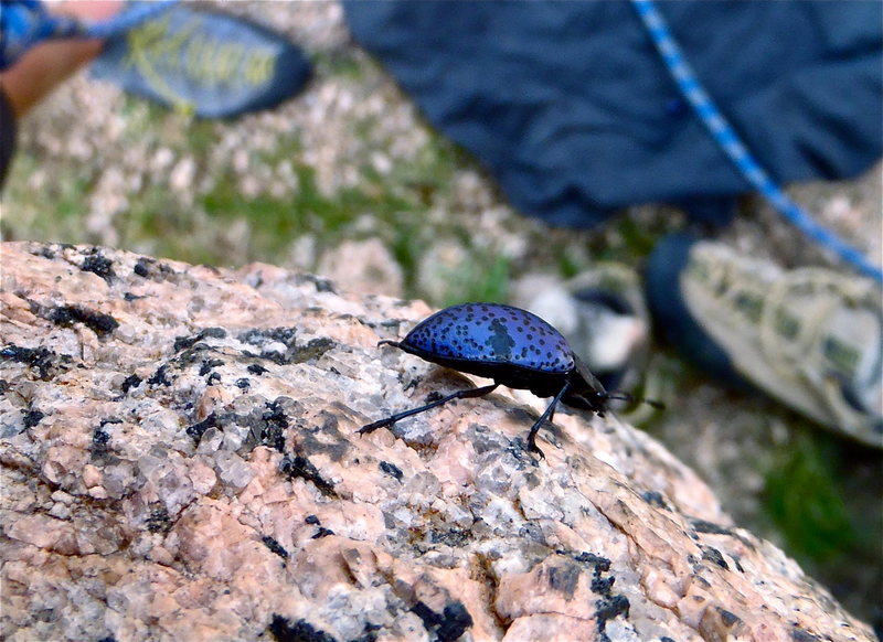 Lots of these guys hopping all over us!