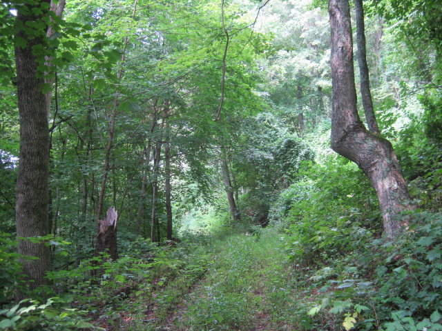 Follow the "elbow" of the tree to reach bottom of Wineberry Cliff