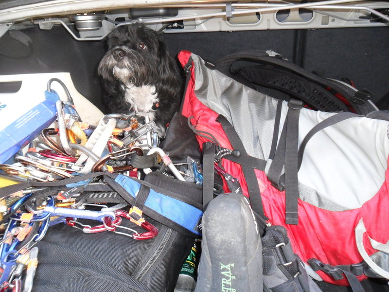 Sammy in the trunk. Everytime we opened up the trunk to get our gear, Sammy jumped in!