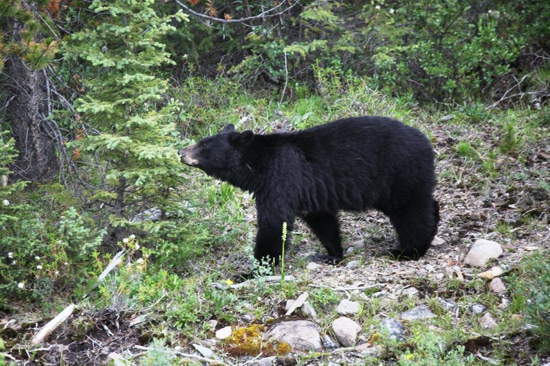 Black Bear in Banff National Park